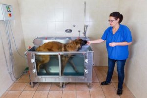 Benefícios da hidroterapia para cães