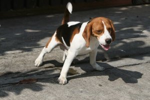Por que alguns cachorros urinam nas pessoas?
