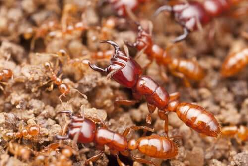 A eussociedade e a reprodução das formigas