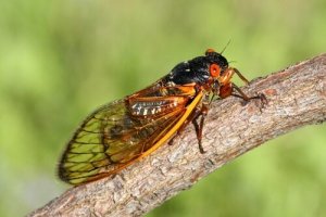 Os insetos mais feios do mundo