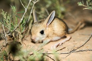 Jerboa-de-orelha-longa: tudo que você precisa saber