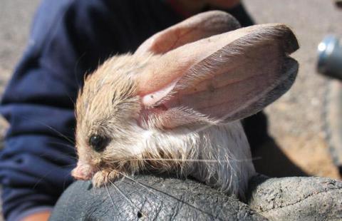As orelhas do jerboa-de-orelha-longa