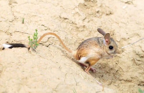 Jerboa-de-orelha-longa na natureza