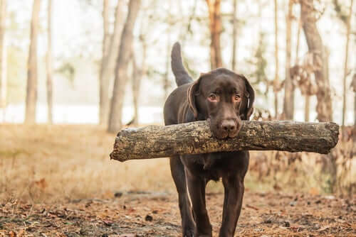 O labrador marrom e sua saúde particularmente frágil