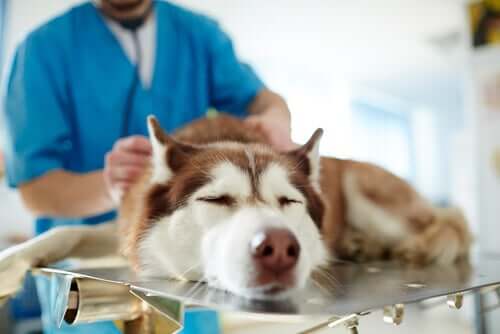 Cachorro sendo examinado no veterinário
