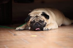 Tratamentos para a leptospirose em cães