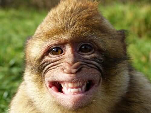 Macaco sorrindo