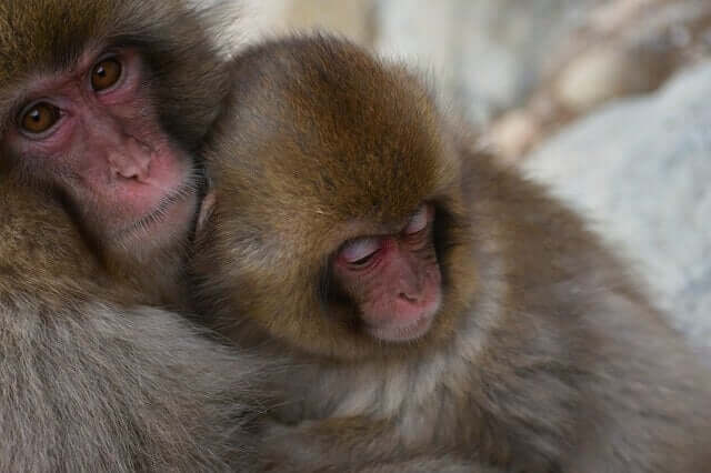 Comportamento e conservação do macaco-japonês