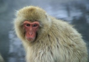 Macaco-japonês: informações e características