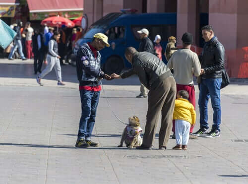 Macaco preso em coleira