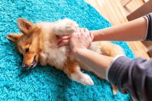 Massagem cardíaca para cães