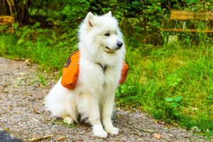 4 dicas para escolher a melhor mochila para cães