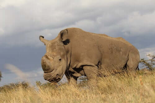 Rinoceronte branco ameaçado