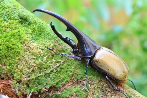 O besouro-hércules
