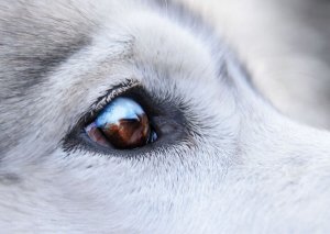 Cachorros com verrugas ao redor dos olhos: tratamentos recomendados