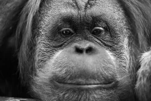 Fêmea de orangotango albina de olhos azuis é socorrida em Bornéu