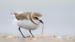 Você conhece o borrelho-de-coleira-interrompida?