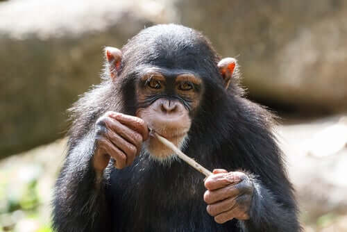 Chimpanzé olhando para foto