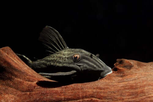 Características do peixe que devora madeira