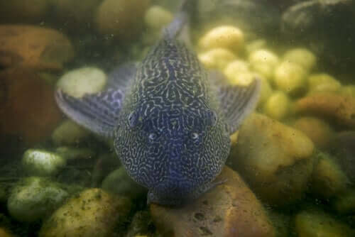 O peixe que come madeira