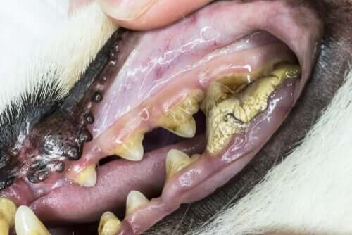 Cachorro com problema nos dentes