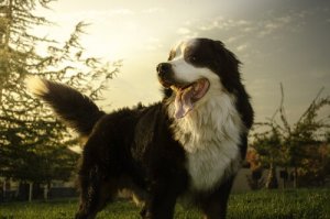 As raças de cães que mais sofrem de câncer