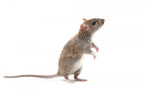 Informações sobre o rato marrom