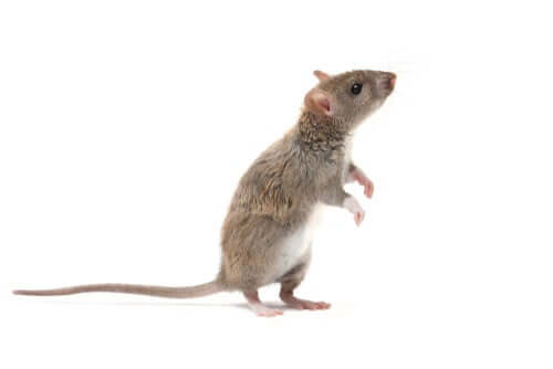 Informações sobre o rato marrom