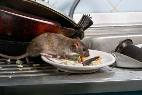 Rato marrom buscando comida