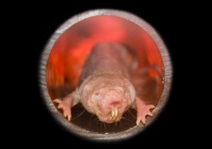 Conheça o rato-toupeira-pelado, um animal que não envelhece