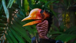 Calau-de-capacete, um pássaro com um bico mais caro que o marfim