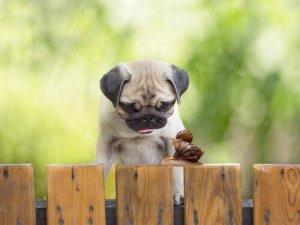 Riscos de deixar os cães comerem caracóis