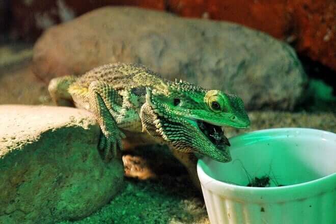 Salamandra de estimação