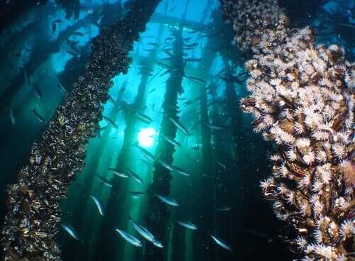Criação de mexilhões em estacas (bouchots)
