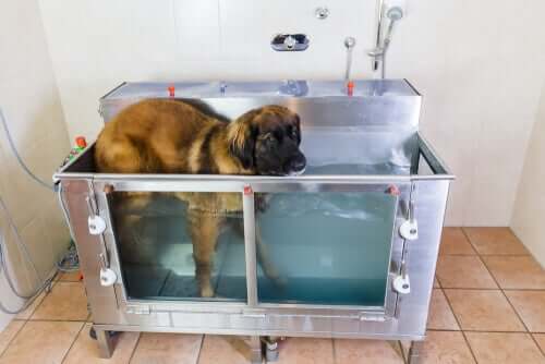 Benefícios da hidroterapia para cães