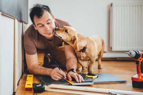 Empresa tailandesa permite levar cachorro para o trabalho