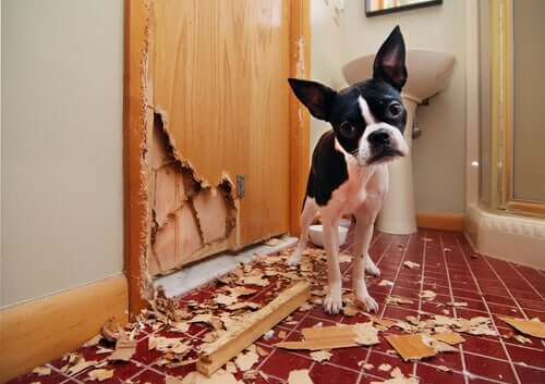 Cachorro destruindo a casa