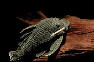 Tudo que você precisa saber sobre o peixe que devora madeira