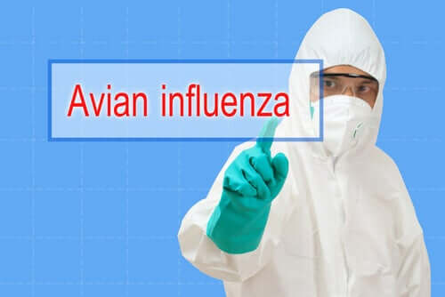 Influenza aviária