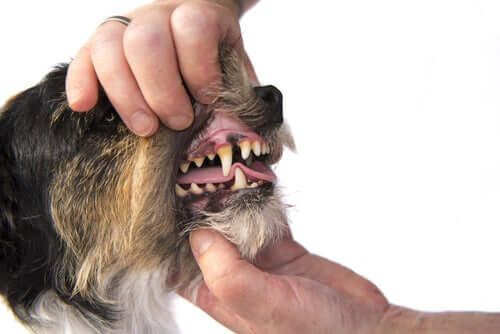 Acúmulo de tártaro nos dentes dos cães