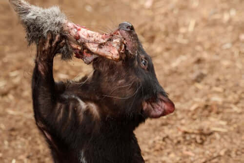 Alimentação do diabo-da-tasmânia