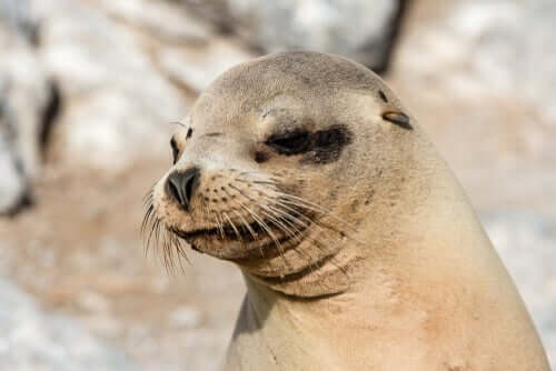 Otariídeos: alimentação e características