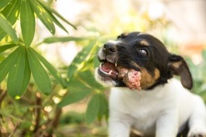 O perigo de alimentar um cachorro com frango cru
