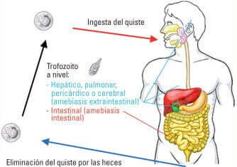 As amebas são parasitas unicelulares