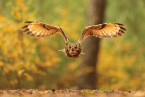 Aves de rapina noturnas: as damas da noite