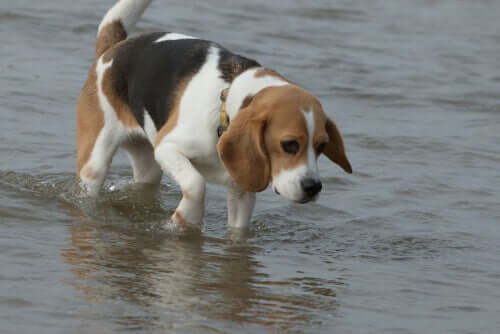 Beagle caminhando na praia