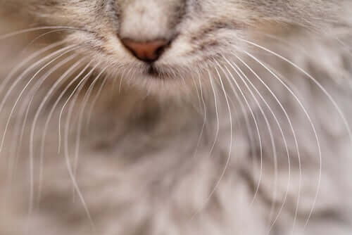 Os bigodes dos gatos