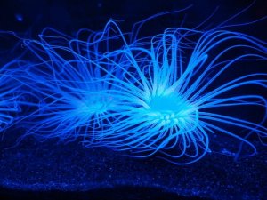 O que é a bioluminescência?