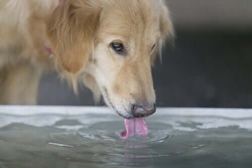 Cachorro tomando água