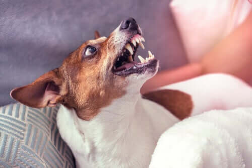 É possível reeducar um cachorro agressivo?